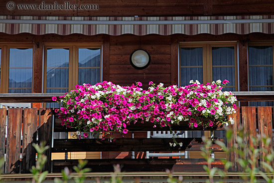 colorful-geraniums.jpg