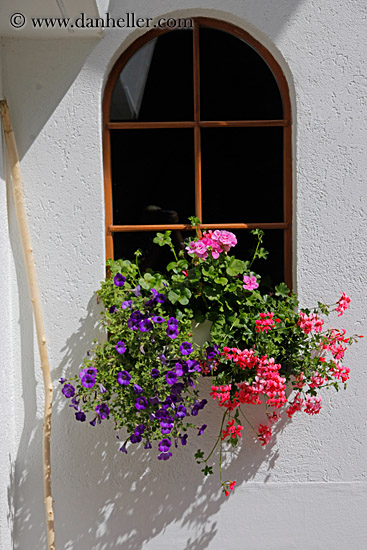flowers-in-windows-01.jpg