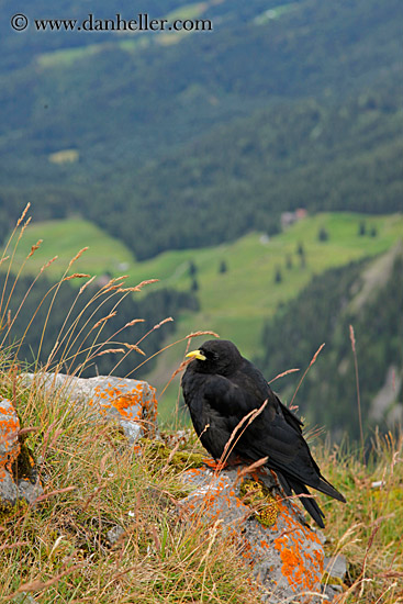 black-bird-01.jpg