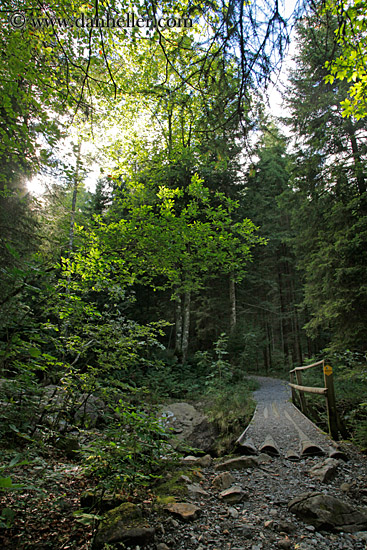 forest-01.jpg