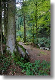 europe, forests, lucerne, mt pilatus, switzerland, vertical, photograph