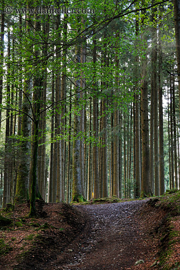 forest-03.jpg