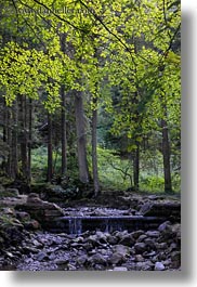 europe, forests, lucerne, mt pilatus, switzerland, vertical, photograph