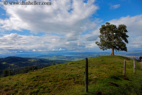 lone-tree-01.jpg