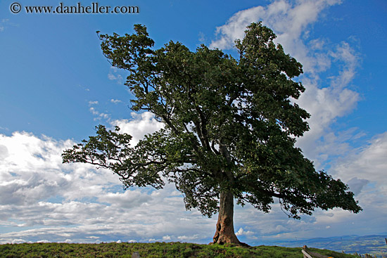 lone-tree-03.jpg