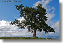 images/Europe/Switzerland/Lucerne/MtPilatus/lone-tree-03.jpg