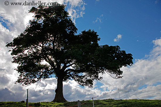 lone-tree-04.jpg