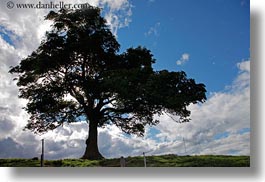 images/Europe/Switzerland/Lucerne/MtPilatus/lone-tree-04.jpg