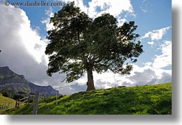 clouds, europe, horizontal, lone, lucerne, mt pilatus, nature, sky, switzerland, trees, photograph