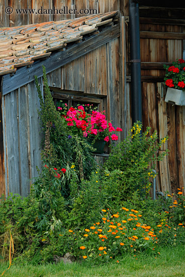 flowers-n-barn.jpg