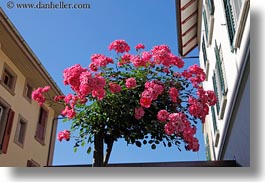 europe, flowers, horizontal, lucerne, switzerland, weggis, photograph