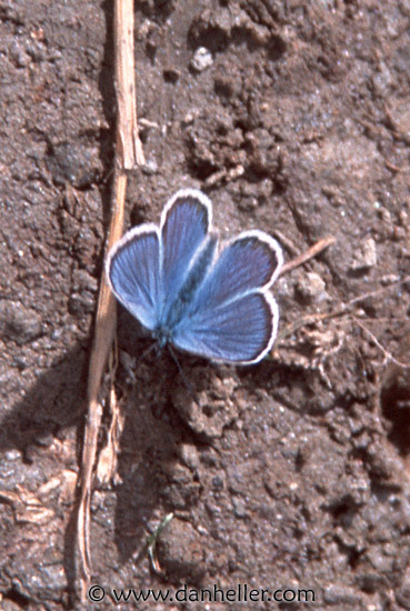 blue-butterfly.jpg