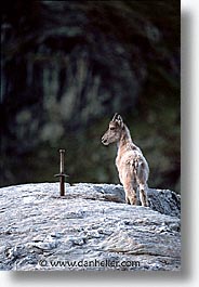 bouquetin, europe, switzerland, vertical, photograph