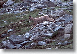 chamois, europe, horizontal, run, switzerland, photograph