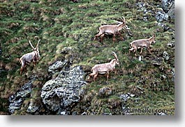 europe, horizontal, ibex, switzerland, photograph