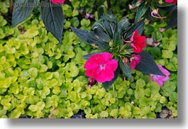 europe, flowers, horizontal, montreaux, switzerland, photograph