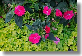 europe, flowers, horizontal, montreaux, switzerland, photograph