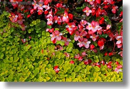 europe, flowers, horizontal, montreaux, switzerland, photograph