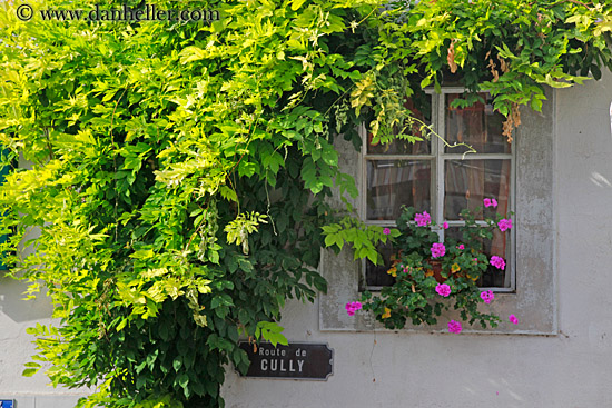 flowers-in-window-01.jpg