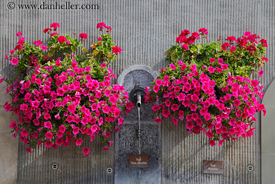 flowers-n-fountain.jpg