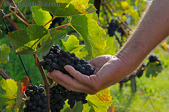 hand-holding-red-grapes-on-vine-01.jpg