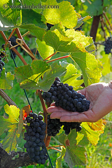 hand-holding-red-grapes-on-vine-02.jpg