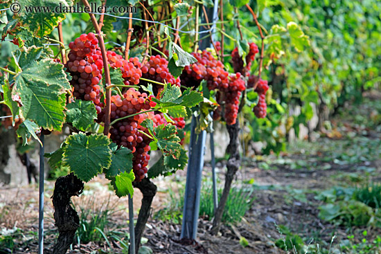 rose-grapes-on-vine-01.jpg