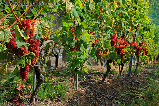 rose-grapes-on-vine-02.jpg