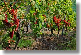europe, grapes, horizontal, montreaux, roses, switzerland, vines, photograph