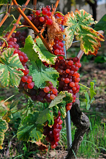 rose-grapes-on-vine-03.jpg