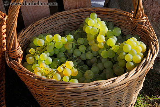 white-grapes-in-basket-01.jpg