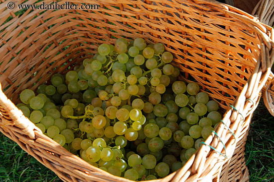white-grapes-in-basket-02.jpg