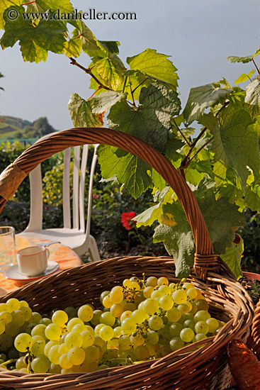 white-grapes-in-basket-04.jpg
