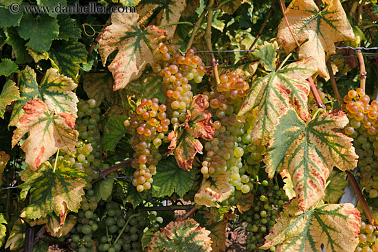 white-grapes-on-vine-01.jpg