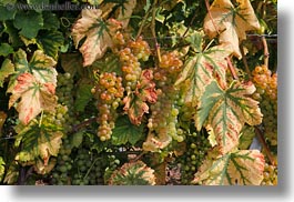 europe, grapes, horizontal, montreaux, switzerland, vines, white, photograph