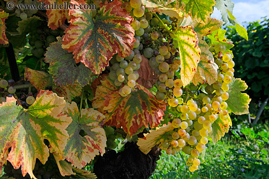 white-grapes-on-vine-02.jpg