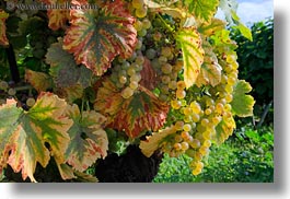 europe, grapes, horizontal, montreaux, switzerland, vines, white, photograph