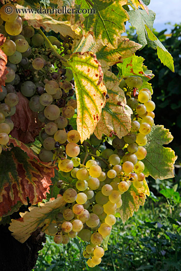 white-grapes-on-vine-03.jpg