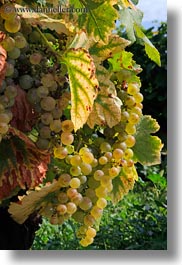 images/Europe/Switzerland/Montreaux/Grapes/white-grapes-on-vine-03.jpg
