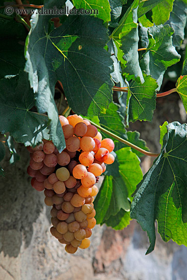 white-grapes-on-vine-06.jpg