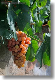 europe, grapes, montreaux, switzerland, vertical, vines, white, photograph