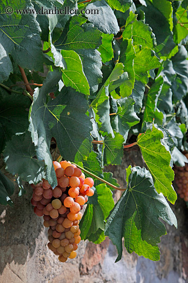 white-grapes-on-vine-07.jpg