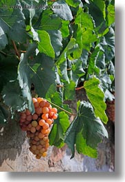 europe, grapes, montreaux, switzerland, vertical, vines, white, photograph