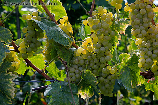 white-grapes-on-vine-09.jpg