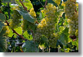 europe, grapes, horizontal, montreaux, switzerland, vines, white, photograph