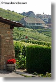 images/Europe/Switzerland/Montreaux/StSaphorin/barrel-planter-flowers-n-vineyards.jpg