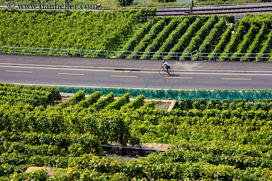vineyard-n-bicyclist.jpg