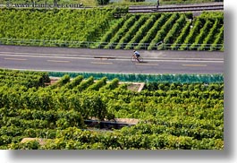 bicyclists, europe, horizontal, montreaux, st saphorin, switzerland, vineyards, photograph