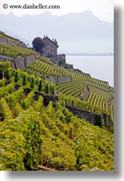 europe, houses, montreaux, mountains, st saphorin, switzerland, vertical, vineyards, photograph
