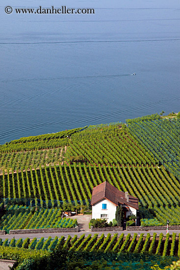 vineyards-n-coastal-road-02.jpg